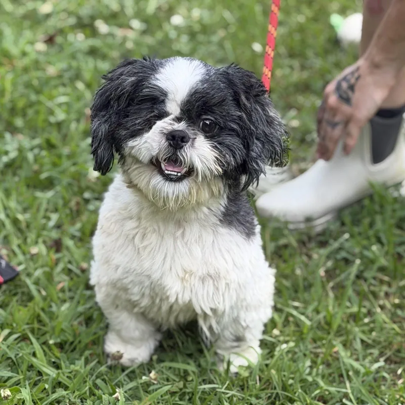 An adult small-sized male Maltese dog named Yoshi for adoption in Locust Fork, AL