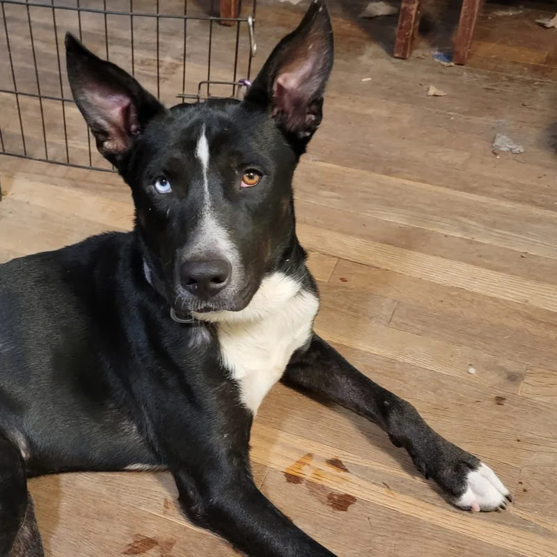 An adult medium-sized male Black Husky dog named Kazz for adoption in Houston, TX