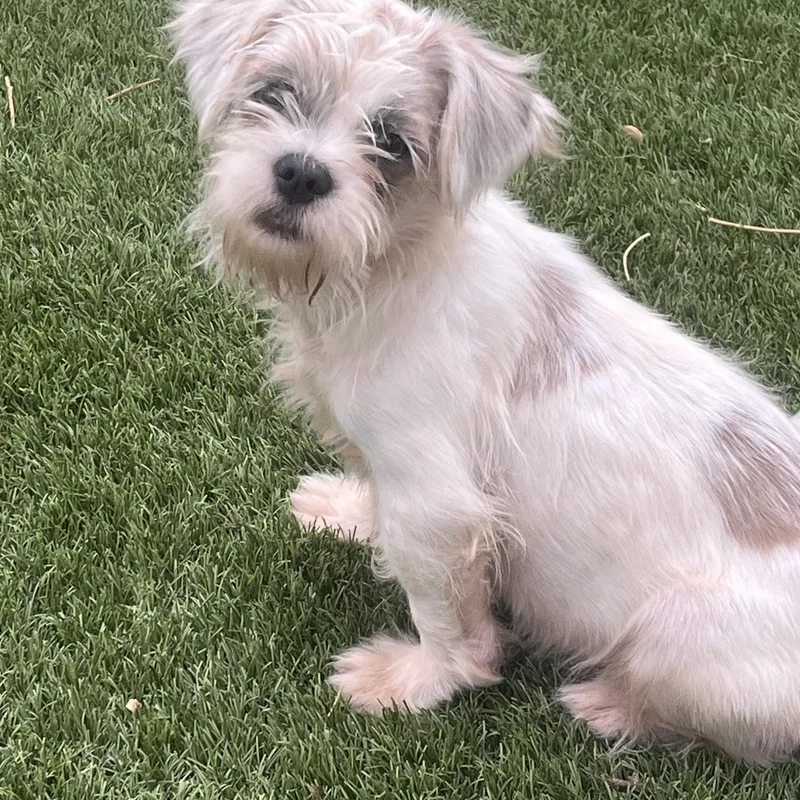 Dougie