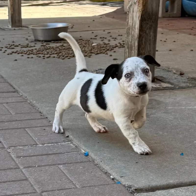 A baby small-sized male White / Cream Miniature Schnauzer dog named Mickey for adoption in Spring, TX