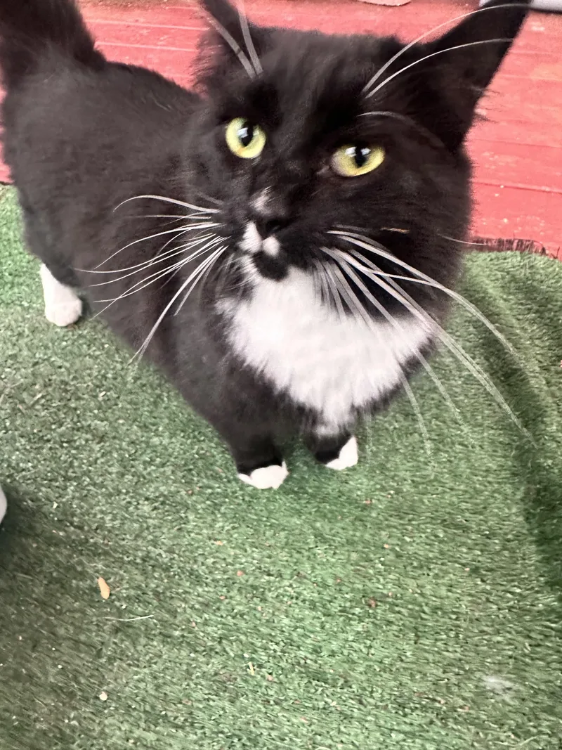 Millie Mustache