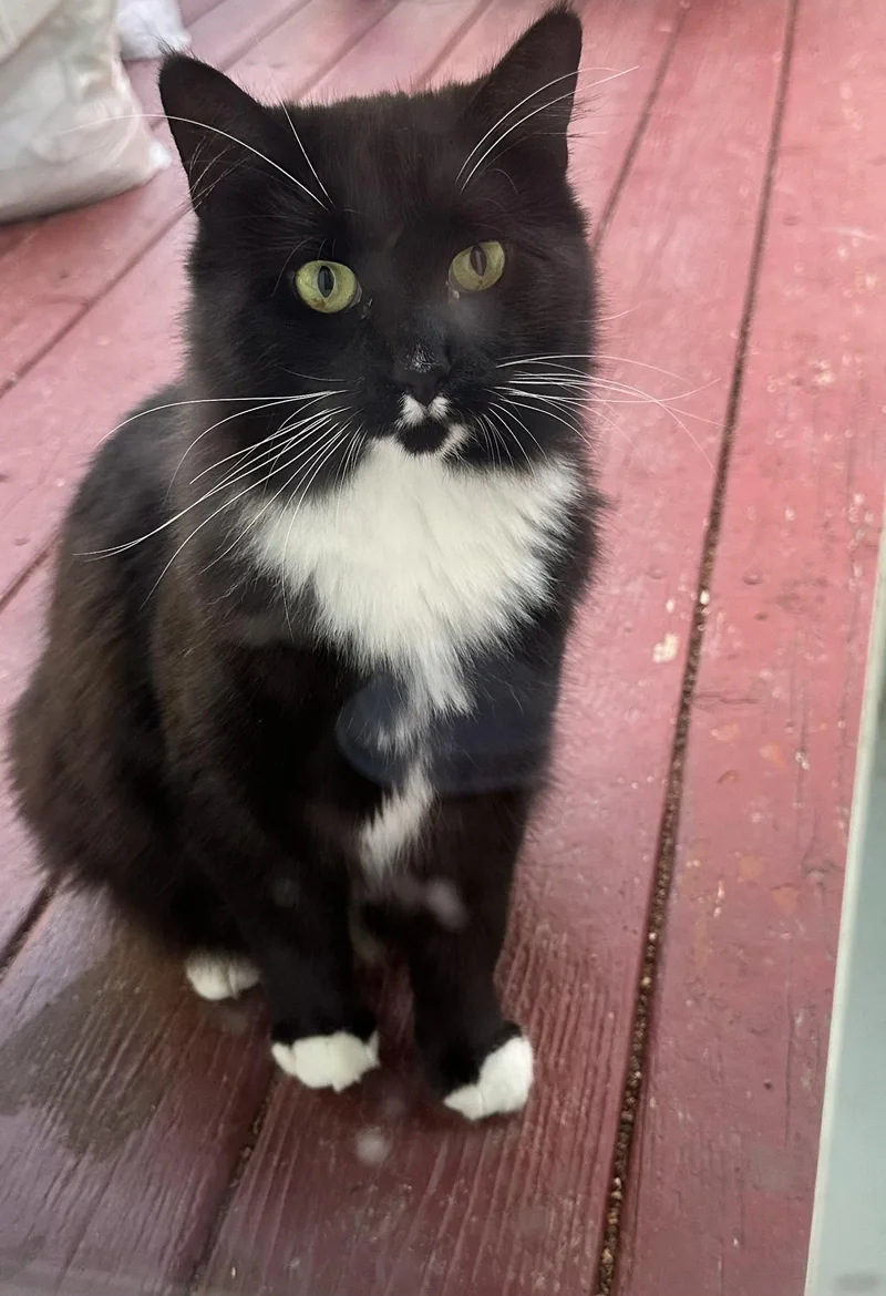 Millie Mustache thumbnail 2