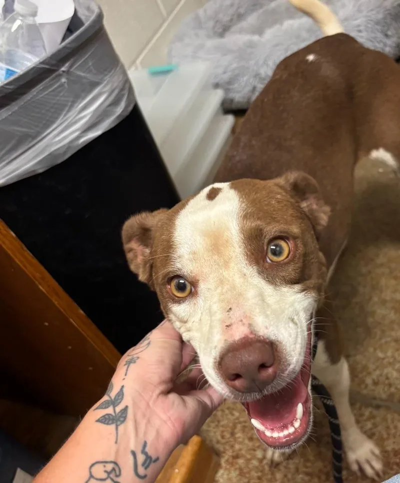 A young medium-sized female Pit Bull Terrier dog named Vera for adoption in Brownwood, TX