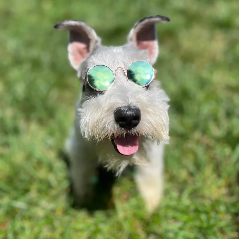 An adult small-sized male White / Cream Miniature Schnauzer dog named Bret Michaels  READ for adoption in Floyds Knobs, IN