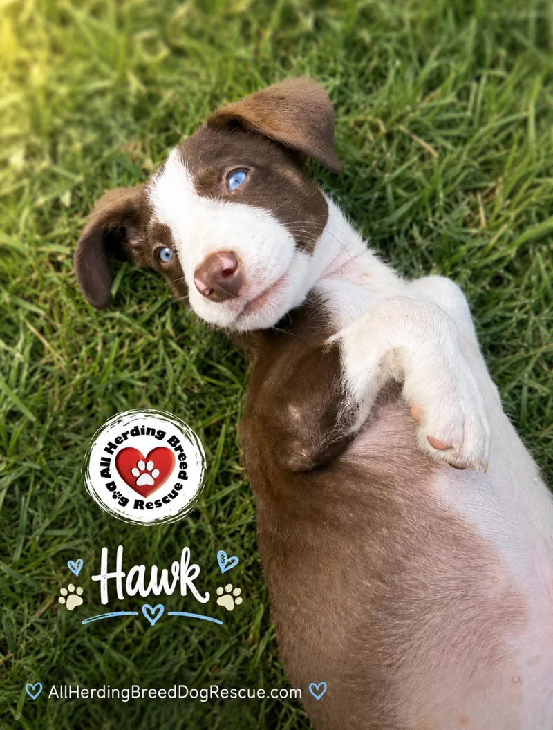 Hawk