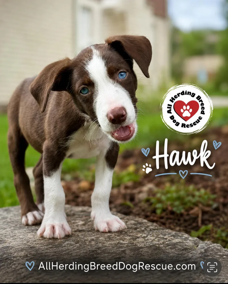 Hawk thumbnail 2