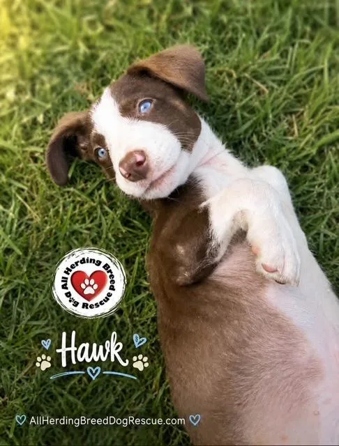Hawk thumbnail 4