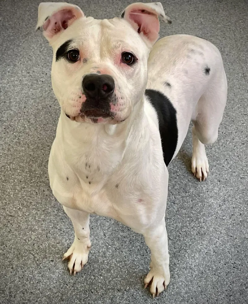An adult medium-sized female Pit Bull Terrier dog named Georgia for adoption in Covington, VA