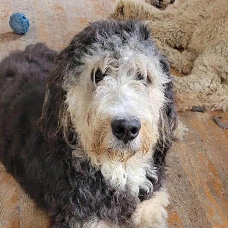 A young large-sized female Brown / Chocolate Bernadoodle dog named Azeliah for adoption in New York, NY