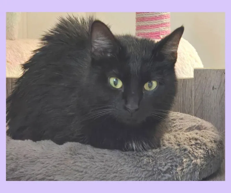 Whiskers thumbnail 3