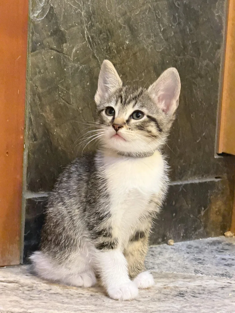 A baby medium-sized male Domestic Short Hair cat named Cypress for adoption in San Jose, CA