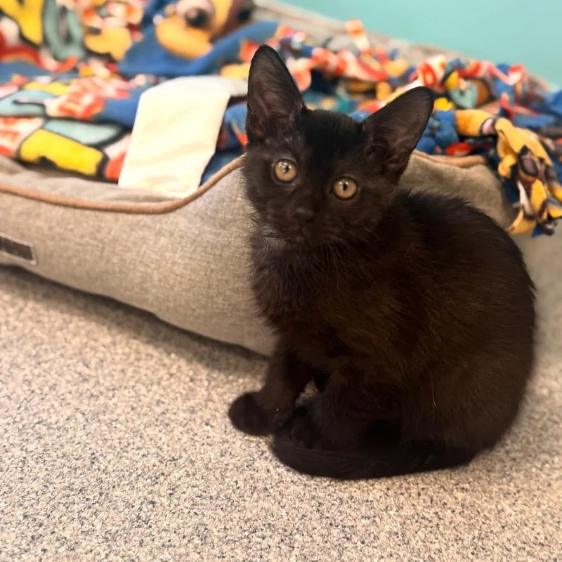 A baby small-sized female Black Domestic Short Hair cat named Nori for adoption in Wheeling, IL