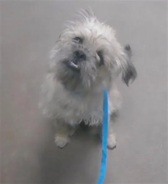 A young small-sized male Shih Tzu dog named Sun for adoption in Phoenix, AZ