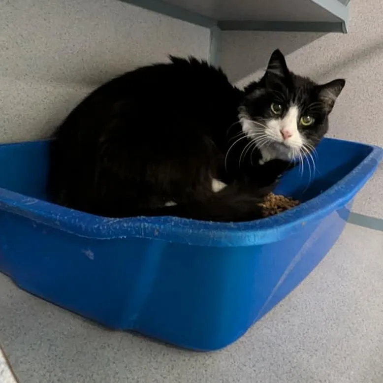 An adult small-sized female Black Domestic Medium Hair cat named Brandy for adoption in Greenville, PA