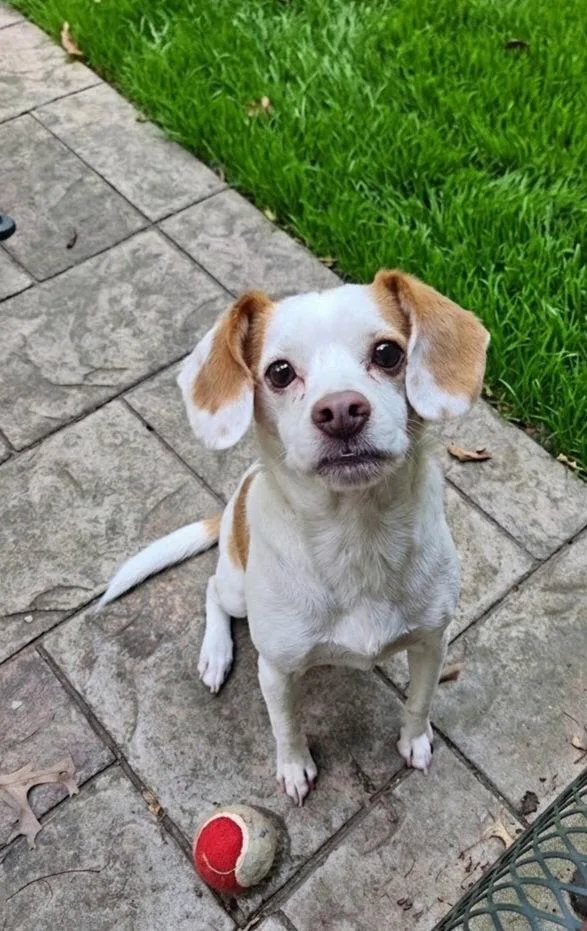 An adult small-sized male Beagle dog named Gabe for adoption in North Prairie, WI