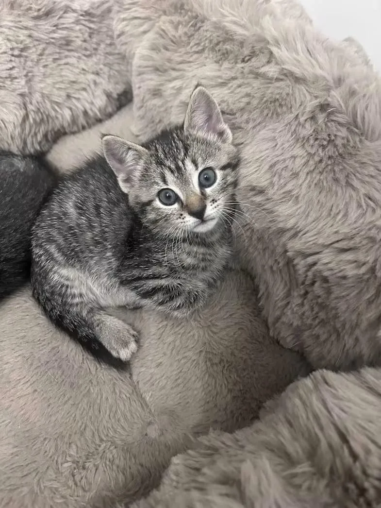 A baby medium-sized female Tabby (Brown / Chocolate) Domestic Short Hair cat named D'Arcy for adoption in Greensboro, NC