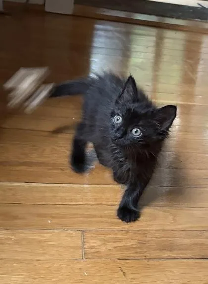 A baby small-sized female Domestic Short Hair cat named Banjo for adoption in Washington, DC