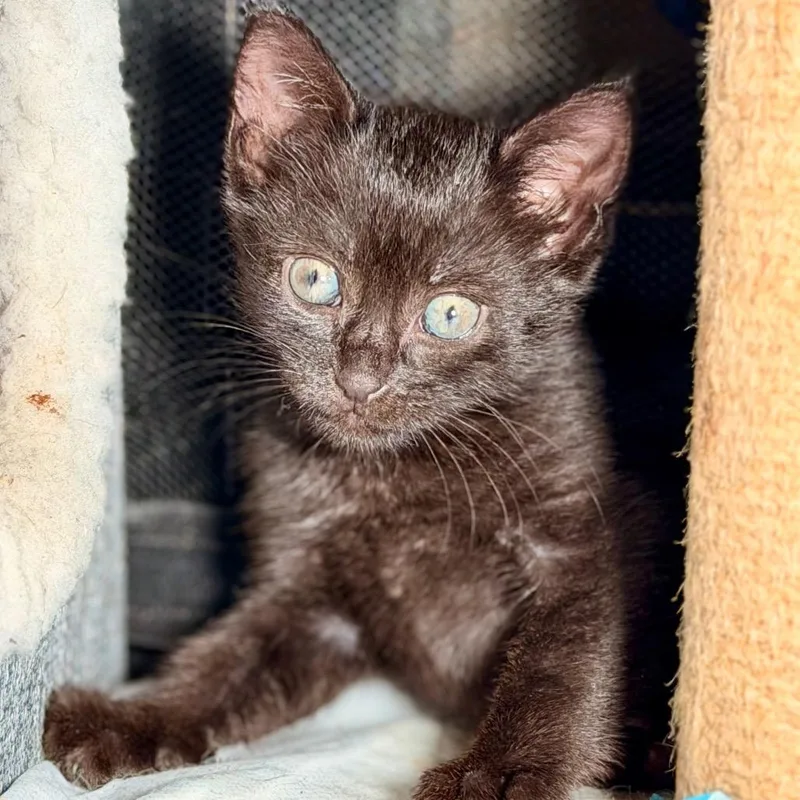 A baby small-sized female Black Domestic Short Hair cat named Nova for adoption in Bayside, NY