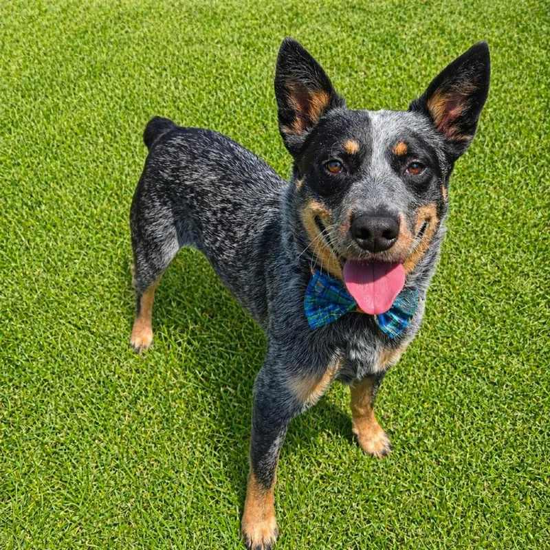 An adult medium-sized male Black Australian Cattle Dog / Blue Heeler dog named Denim for adoption in Binghamton, NY