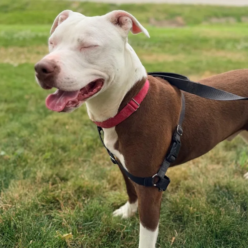 An adult large-sized male Red / Chestnut / Orange Pit Bull Terrier dog named Aries for adoption in Champaign, IL