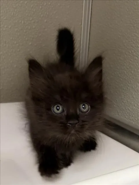 A baby small-sized female Domestic Medium Hair cat named Bammy for adoption in Tracy, CA