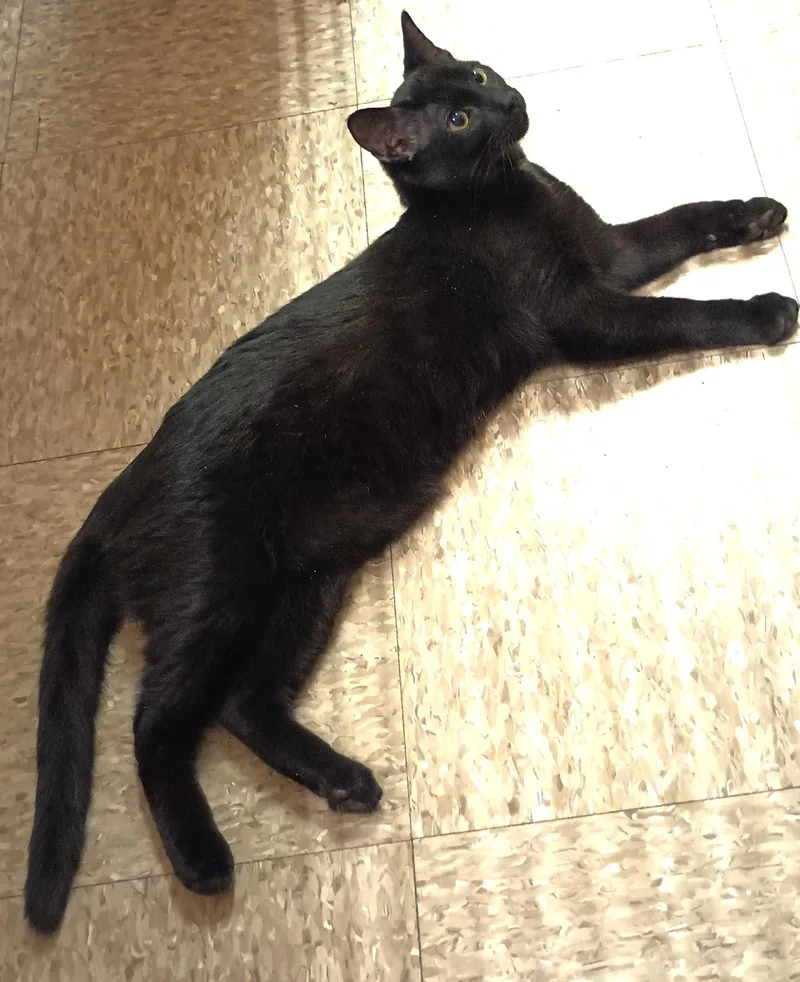 A baby medium-sized male Black Domestic Short Hair cat named Jethro for adoption in Herndon, VA