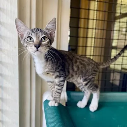 A baby small-sized female Domestic Short Hair cat named Higgens for adoption in Honolulu, HI