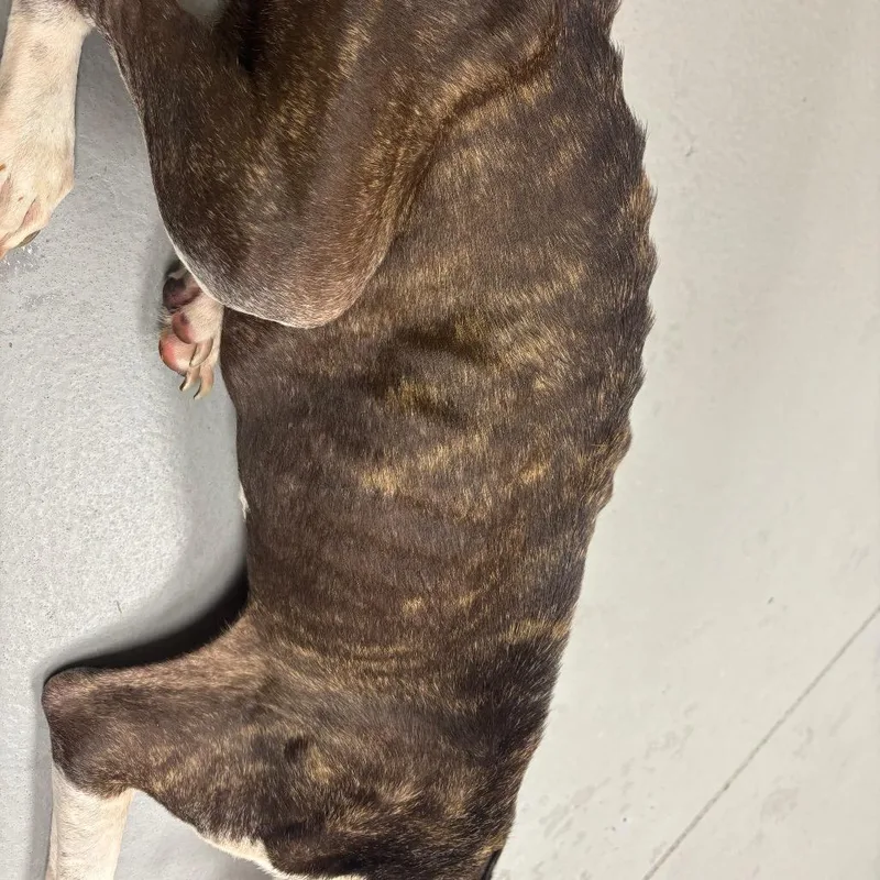 A senior medium-sized female Brindle Mixed Breed dog named StrayOatsAvenue"Bella" for adoption in Columbus, GA