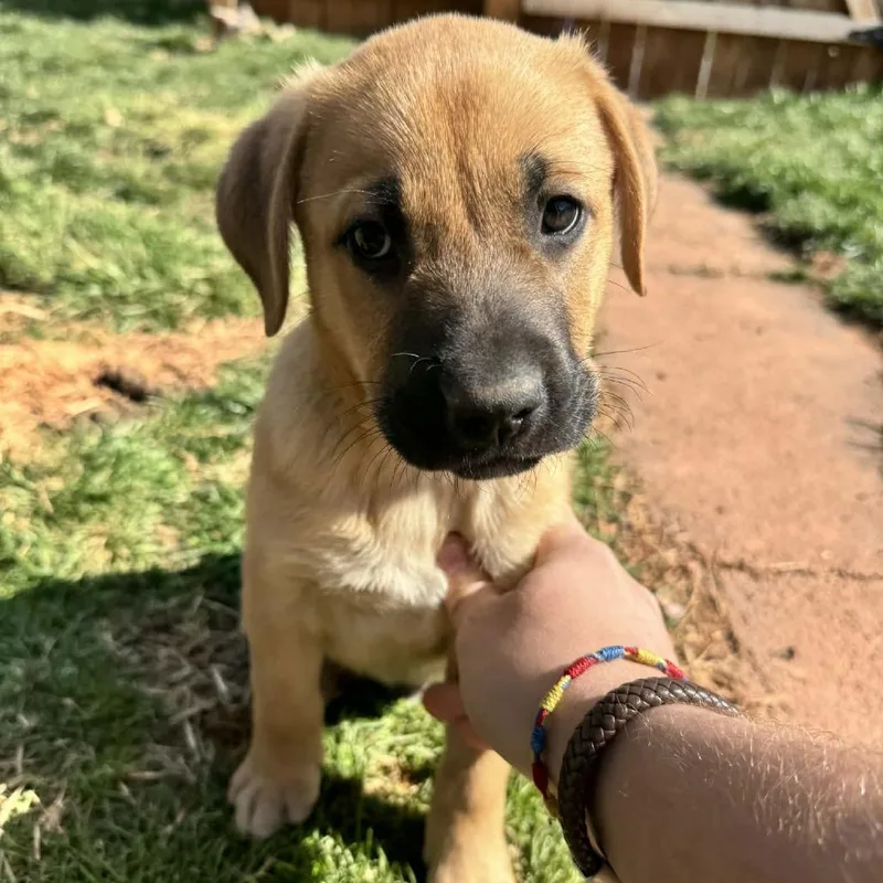 A baby small-sized male Yellow / Tan / Blond / Fawn Mastiff dog named Mia Male for adoption in manchester, PA