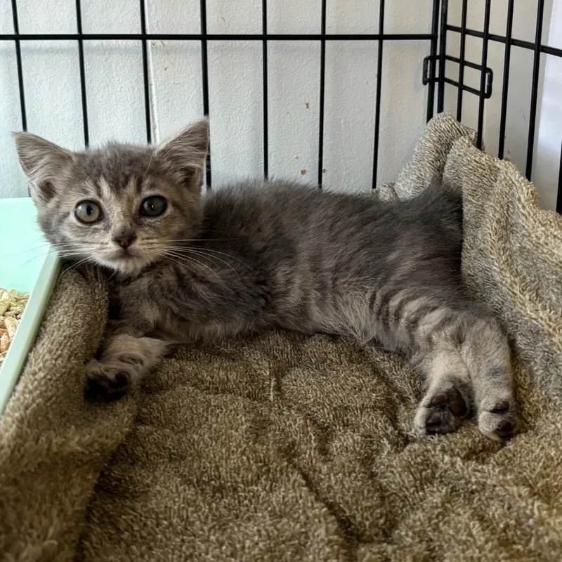 A baby small-sized female Gray / Blue / Silver Domestic Medium Hair cat named Dandelion for adoption in Spokane, WA