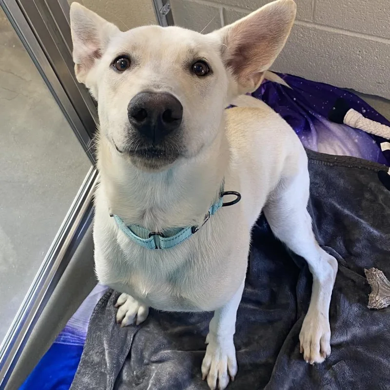 A young large-sized male White / Cream Shepherd dog named Vince for adoption in Wilmington, DE