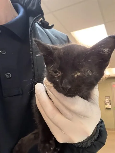 A baby small-sized female Domestic Short Hair cat named Keta for adoption in Jacksonville, FL