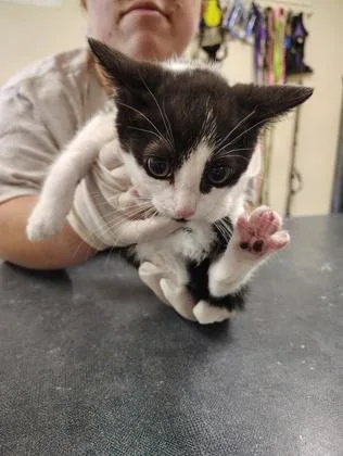 A young small-sized female Domestic Short Hair cat named Little Bo Peep for adoption in Clarks Summit, PA