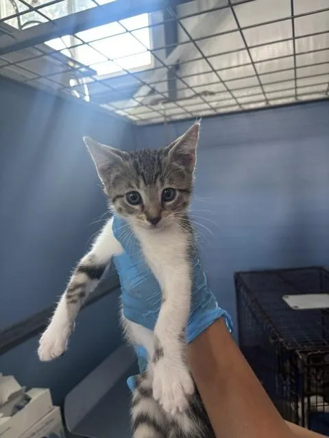 A baby small-sized male Domestic Medium Hair cat named Kyle for adoption in San Bernardino, CA