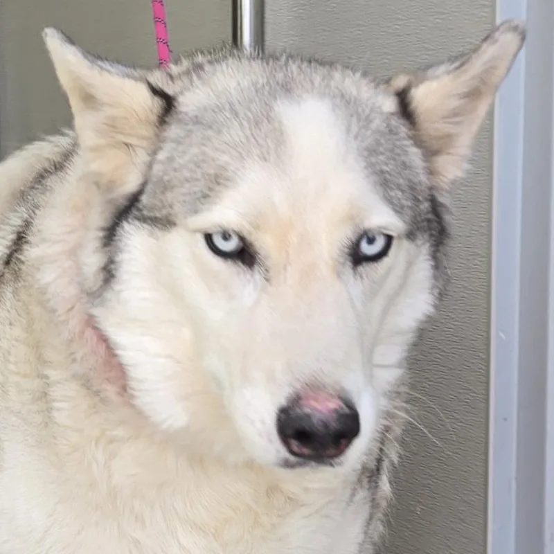 An adult large-sized female White / Cream Mixed Breed dog named Bella for adoption in Las Cruces, NM