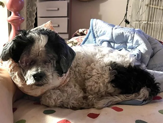 A senior small-sized male Poodle dog named Gizmo for adoption in Tucson, AZ