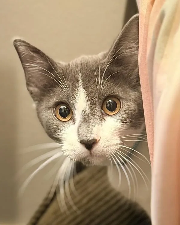 A young small-sized female Domestic Short Hair cat named Lyra for adoption in Novato, CA