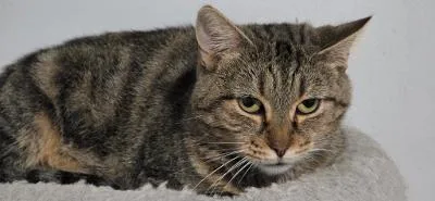 A young medium-sized female Tabby (Brown / Chocolate) Domestic Short Hair cat named Charlie for adoption in Mokena, IL