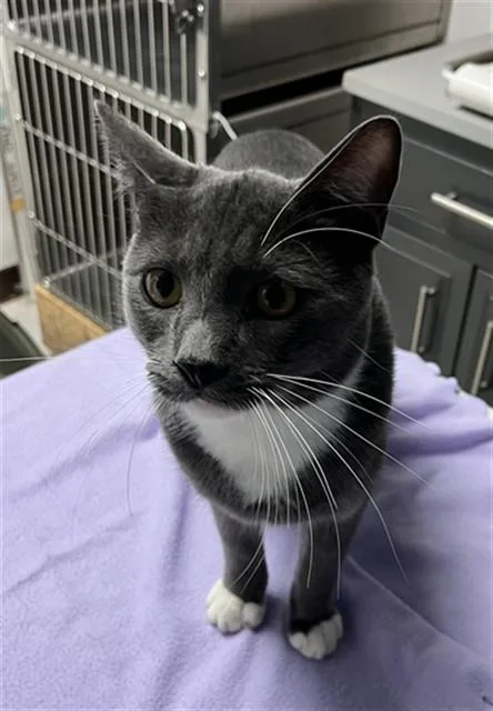 A young small-sized male Domestic Short Hair cat named Squeeker A for adoption in San Andreas, CA