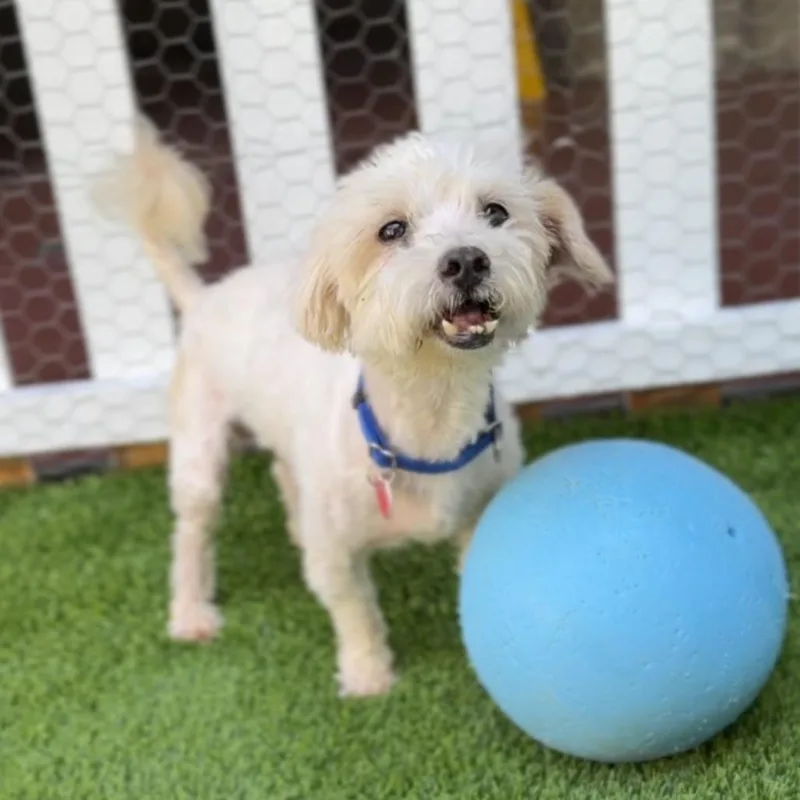 Sensei A thumbnail 2