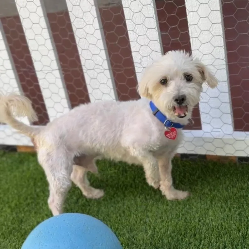 Sensei A thumbnail 4