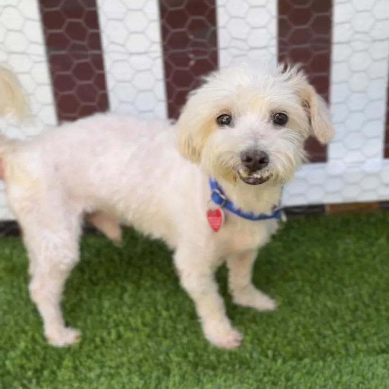 Sensei A thumbnail 6