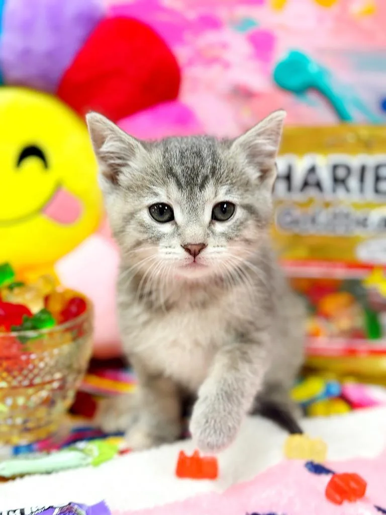 Gummy Bear thumbnail 2