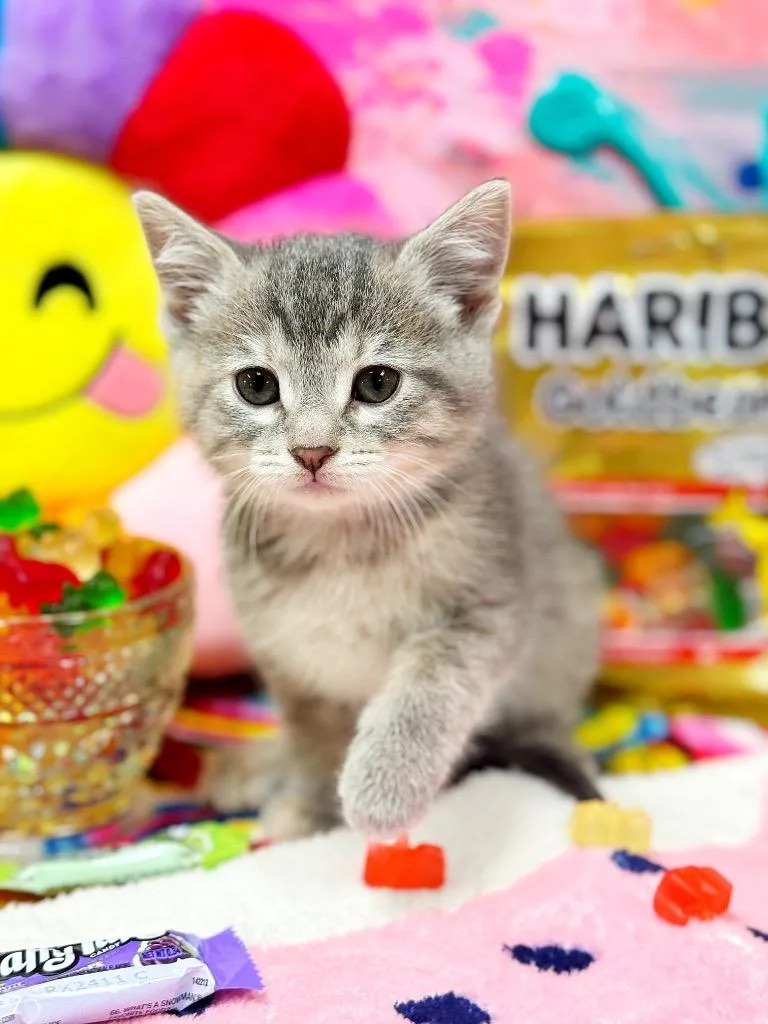 Gummy Bear thumbnail 3