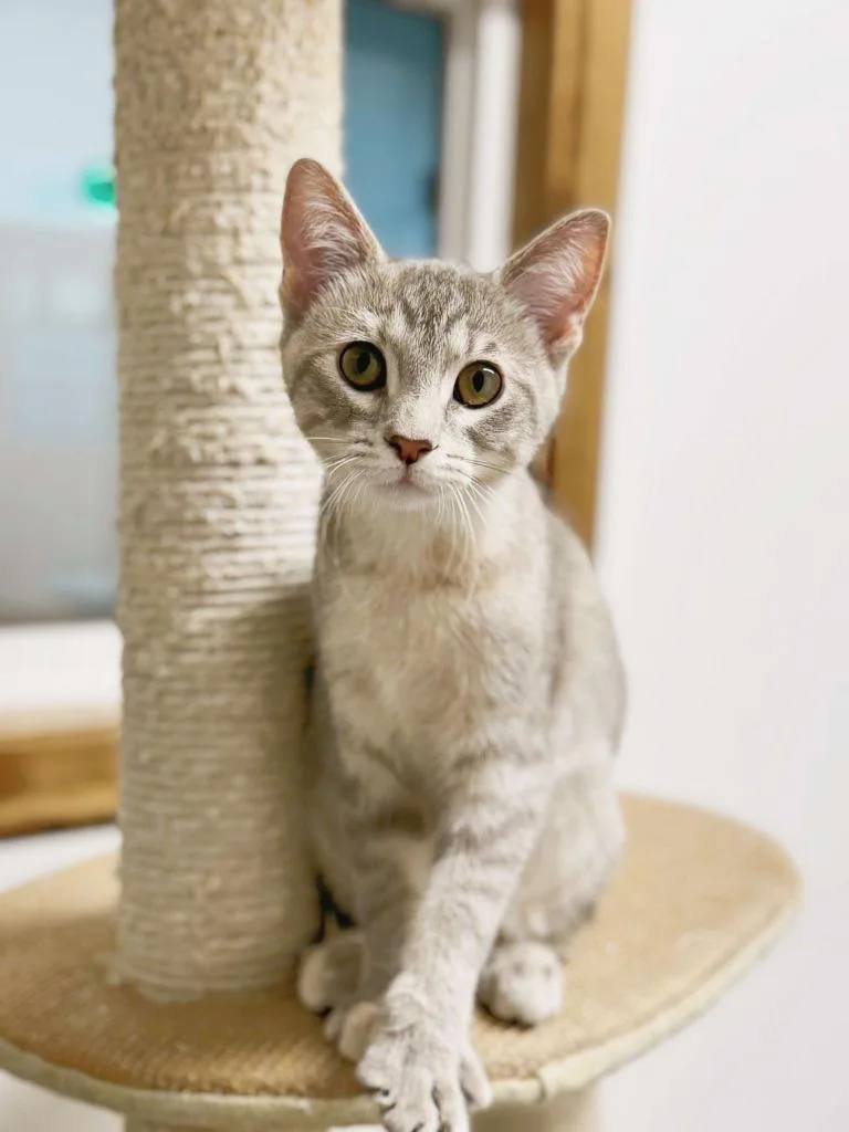 Gummy Bear thumbnail 4