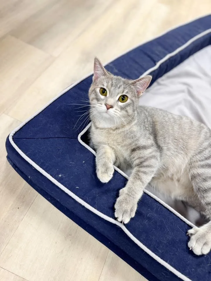 Gummy Bear thumbnail 5