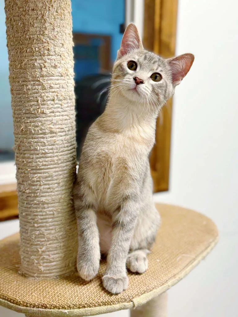 Gummy Bear thumbnail 6