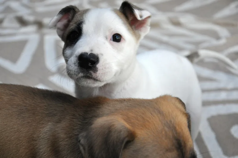 A baby medium-sized female White / Cream Terrier dog named BoPeep for adoption in Austin, TX