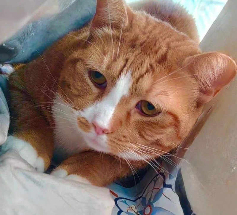 An adult medium-sized female Orange & White Tabby cat named Pumpkin for adoption in Bayonne, NJ