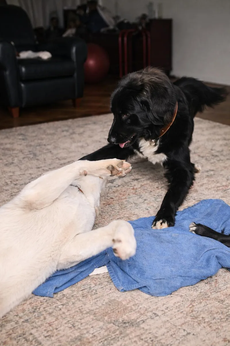 Shadow Felix thumbnail 2